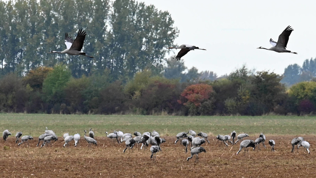 Tiervernichtung: Das Märchen von der PCR-Vogelgrippe-Pandemie
